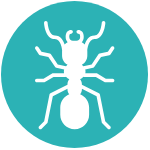 Ant Icon