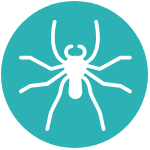 Spider Icon